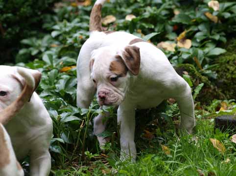 Darkenwald american bulldog pup